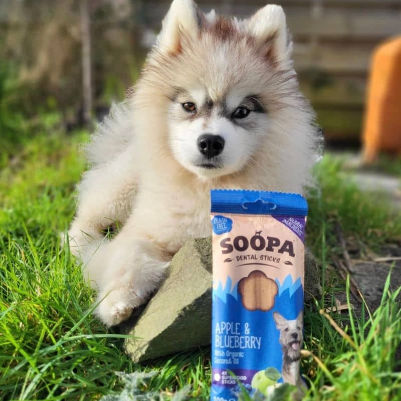 stick dentaire vegan pour chien pour l'hygiène bucco dentaire à la pomme et myrtille Soopa idéal pour limiter le tartre chez les petits chiens et pauvre en graisse