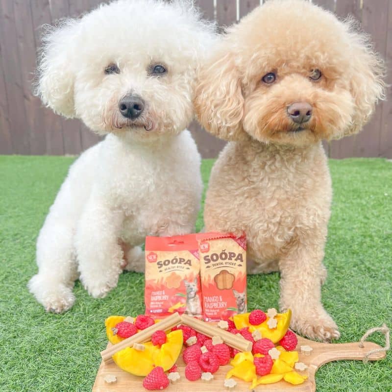 dental stick soopa pour chien gout framboise et mangue réduit le tarte 