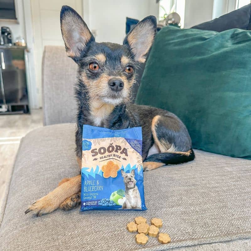 Friandises healthy Bites de la marque Soopa à la pomme et à la myrtille pour les chiens