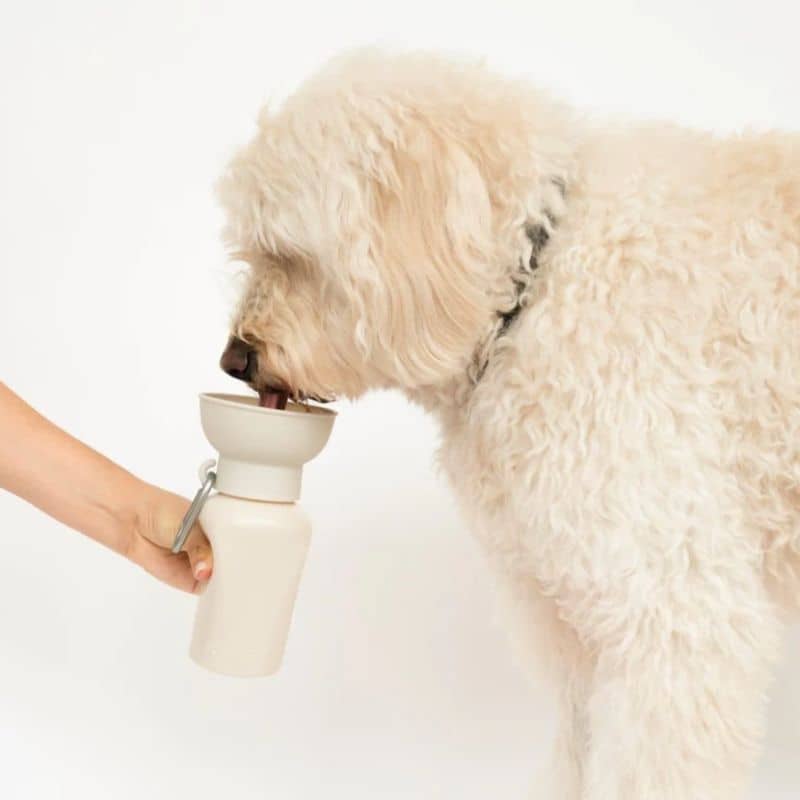 Spinger Flip Dog travel bottle - gourde flip Springer avec réservoir distributeur d'eau rétractable avoine