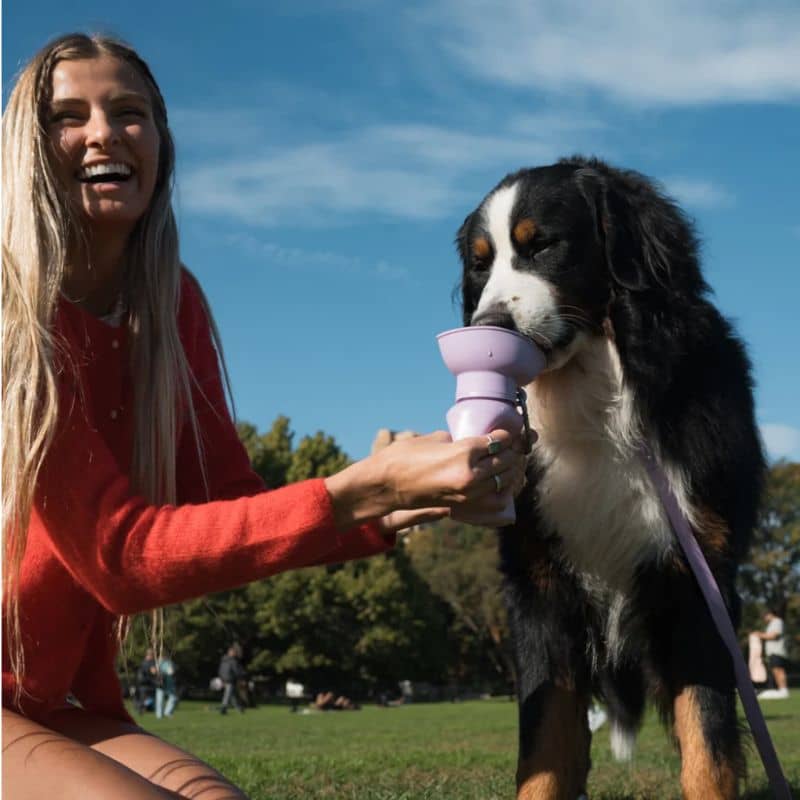 Spinger Flip Dog travel bottle - gourde flip Springer avec réservoir distributeur d'eau rétractable lilas