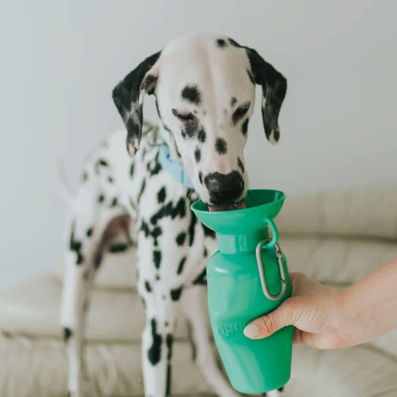 gourde pour chien avec réservoir Springer vert