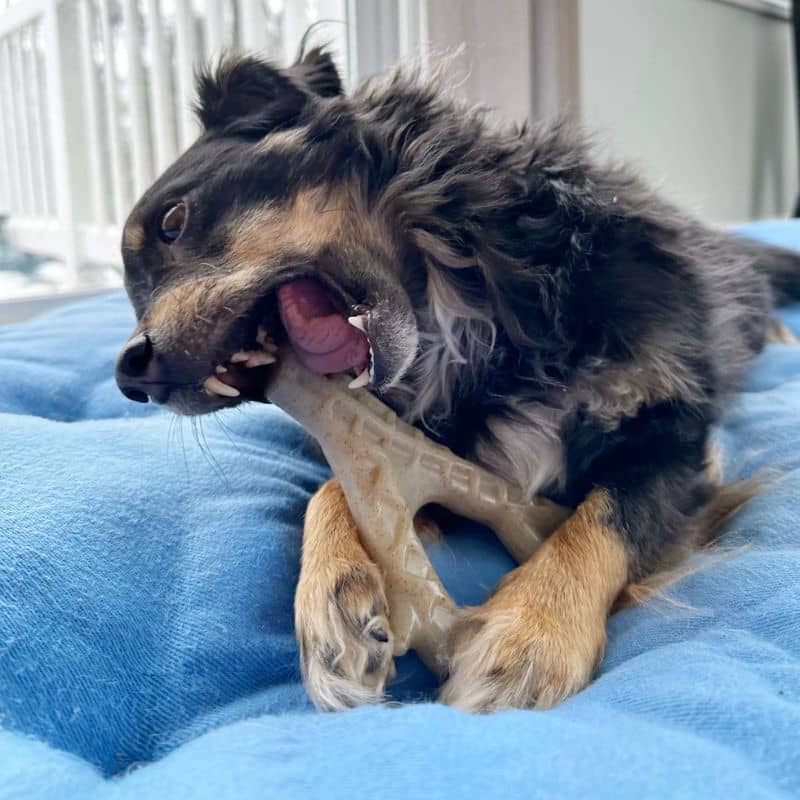 Jouet pour chien à macher en nylon résistant en forme de bois de cerf aromatisé poulet Spunky Pup The Antler