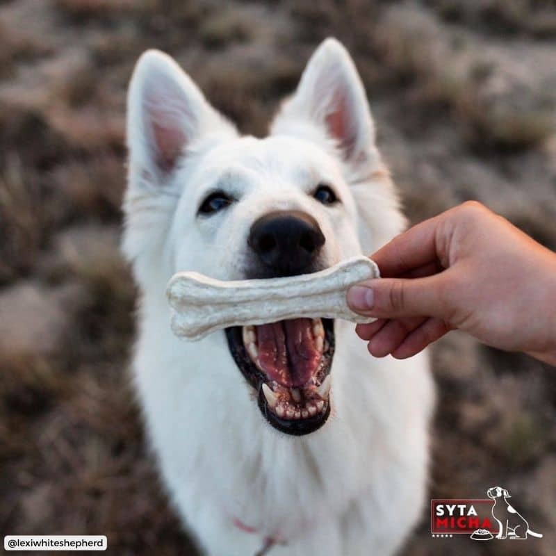 os à macher vegan pour chien sensible Syta Micha à la noix de coc MCT et patate douce