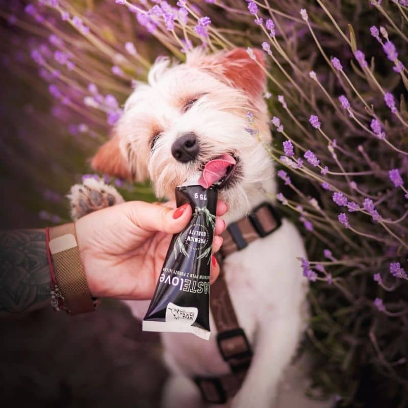 tube de patée de foie de boeuf pour chien avec viande de cerf et abricot Syta Micha : format tube pratique et hygiénique pour medical training et séances d'éducation pour chiot