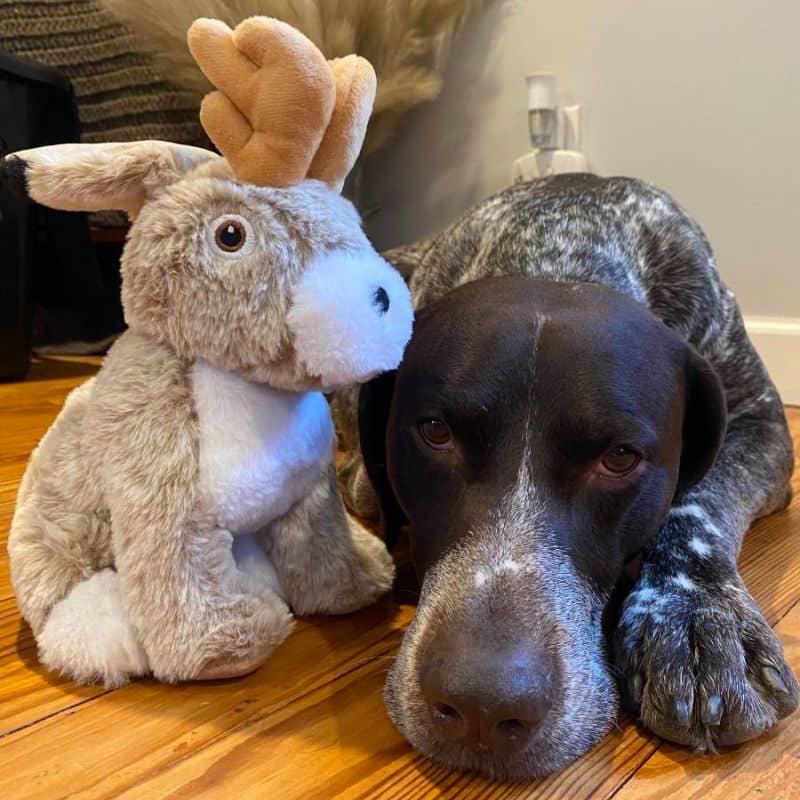 jouet peluche intéractive pour chien en forme de Jackalope (un animal imaginaire très mignon entre le lièvre et l'antilope) dont les oreilles bougent lorsque votre chien appuie sur le squeaker de la marque Tall Tails