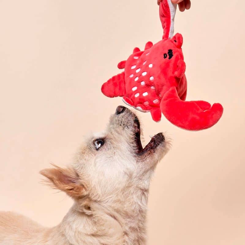 jouet d'occupation pour chien peluche de flair avec cachettes à friandises en forme de crabe Furryfolks : bruit de papier froissé et 2 couineurs dans les pinces