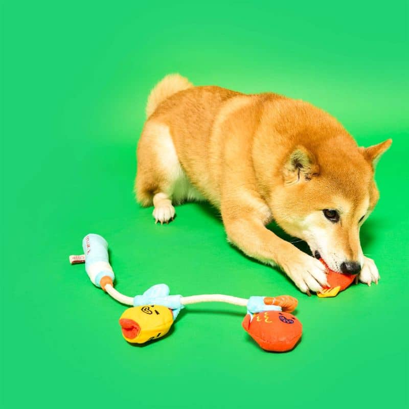 Shiba qui recherche des friandises dans son jouet d'occupation pour chien en forme de canne à pêche de The FurryFolks