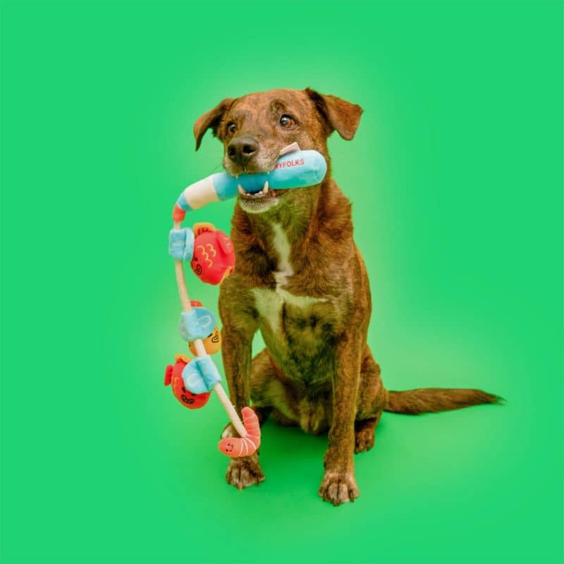 Chien avec dans la gueule un jouet d'occupation pour chien en forme de canne à pêche avec des poissons
