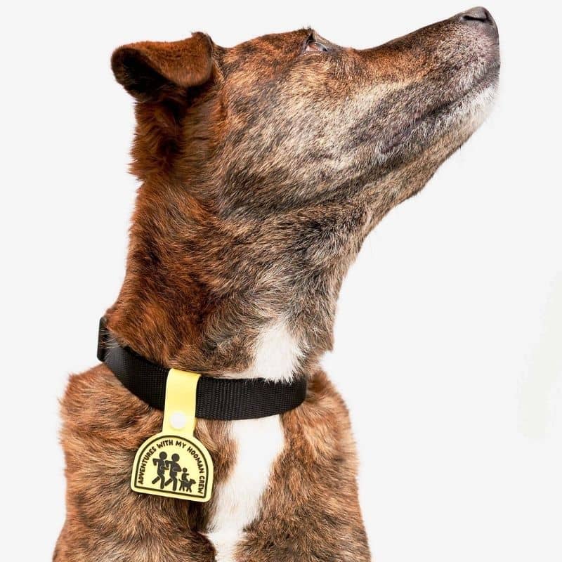 Médaille pour chien jaune "adventures with my hooman crew" de Furry Folks