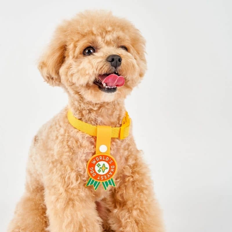 Médaille pour chien vert "world's okayest dog" de Furry Folks
