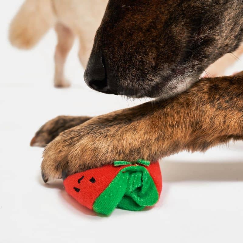 jouet d'occupation pour chien peluche de flair avec cachettes à friandises en forme de grappe de tomates cerise Furryfolks : jouet corde à tirer avec corde avec tomates amovibles