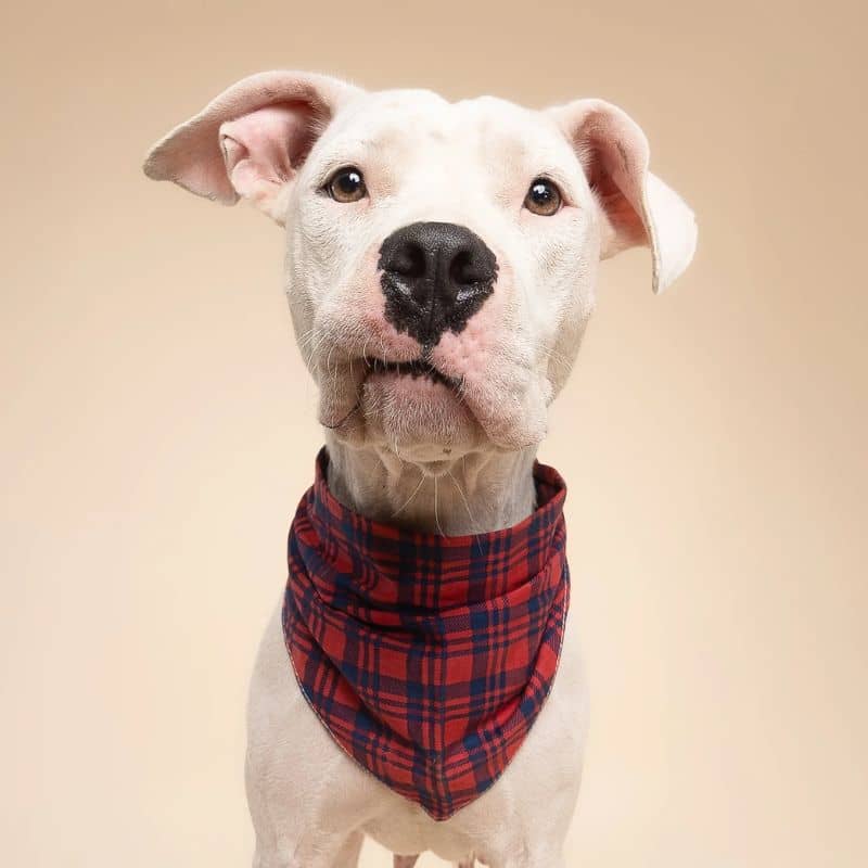 Bandana pour chien à carreaux motif tartan de The Paws