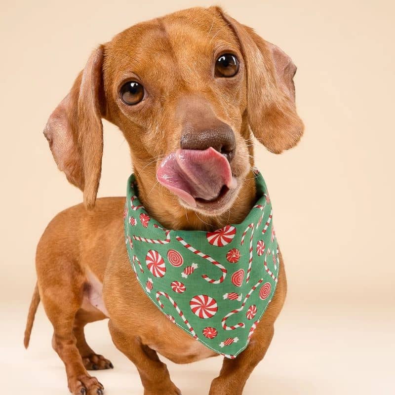 Chien avec bandana de Noël pour chien de the paws motif sugar christmas
