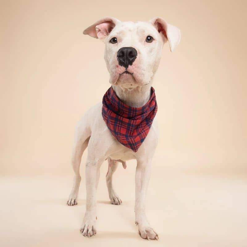 Bandana pour chien motif carreaux bleu et rouge de the paws