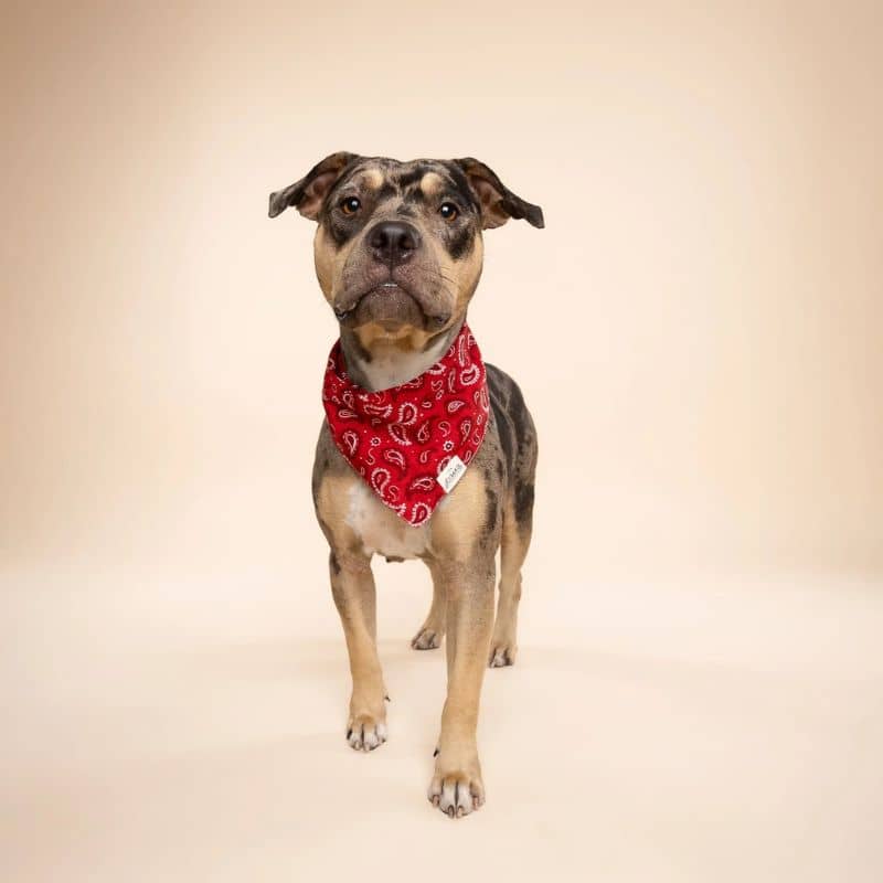 Bandana the paws pour chien Dallas nuances pour animaux aventurier