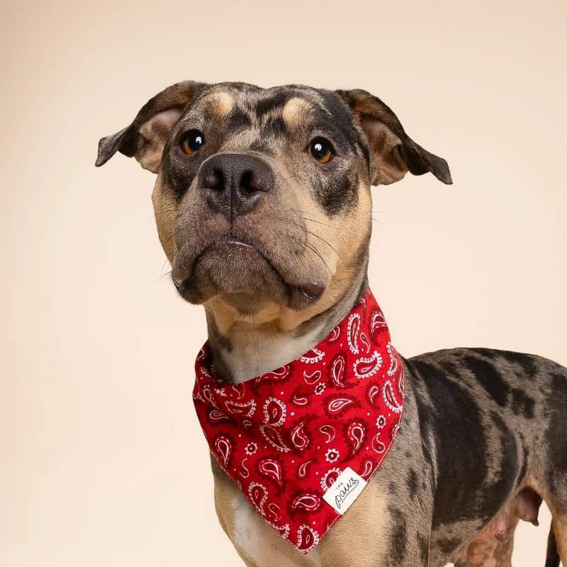 Bandana the paws pour chien Dallas nuances de rouge
