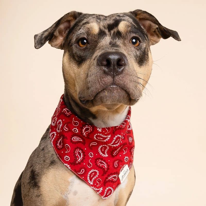 bandana pour chien aventurier à nouer autour du cou accessoires 