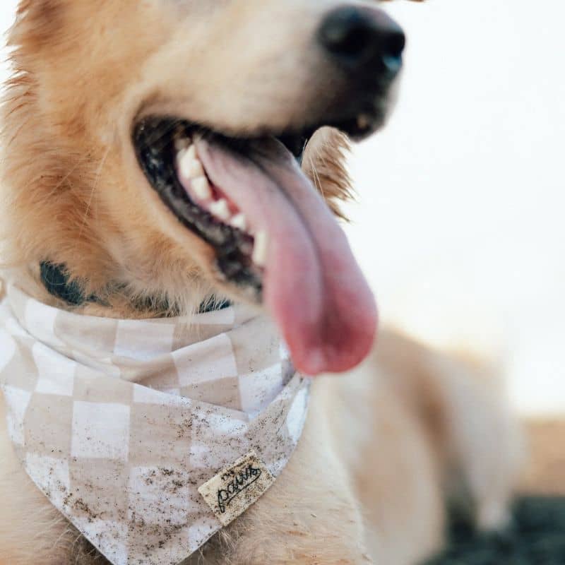 détail du bandana checkers damier gris et blanc de the paws