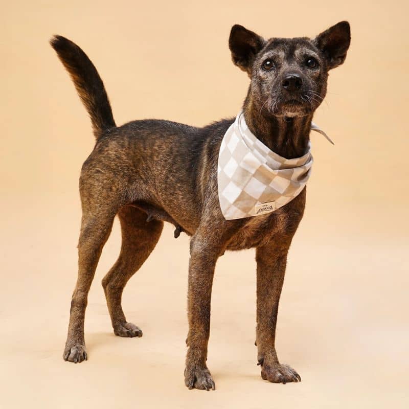 Bandana pour chien en coton modèle checkers de the paws