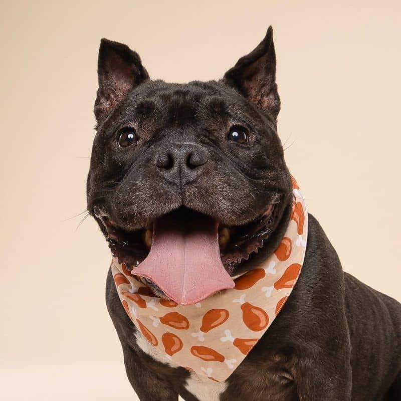 Staffie avec un bandana pour chien motif cuisse de poulet Drumstick de the paws