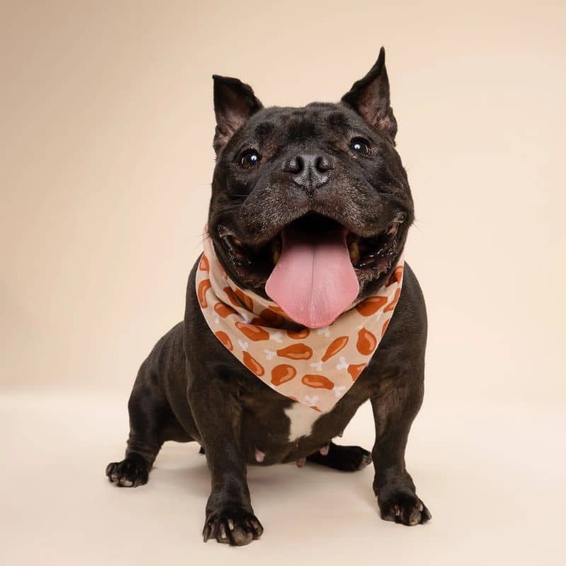 Chien avec un bandana pour chien motif cuisse de poulet Drumstick chicken de the paws