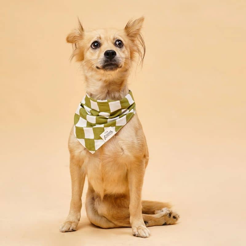 Bandana pour chien - motif checkmate vert