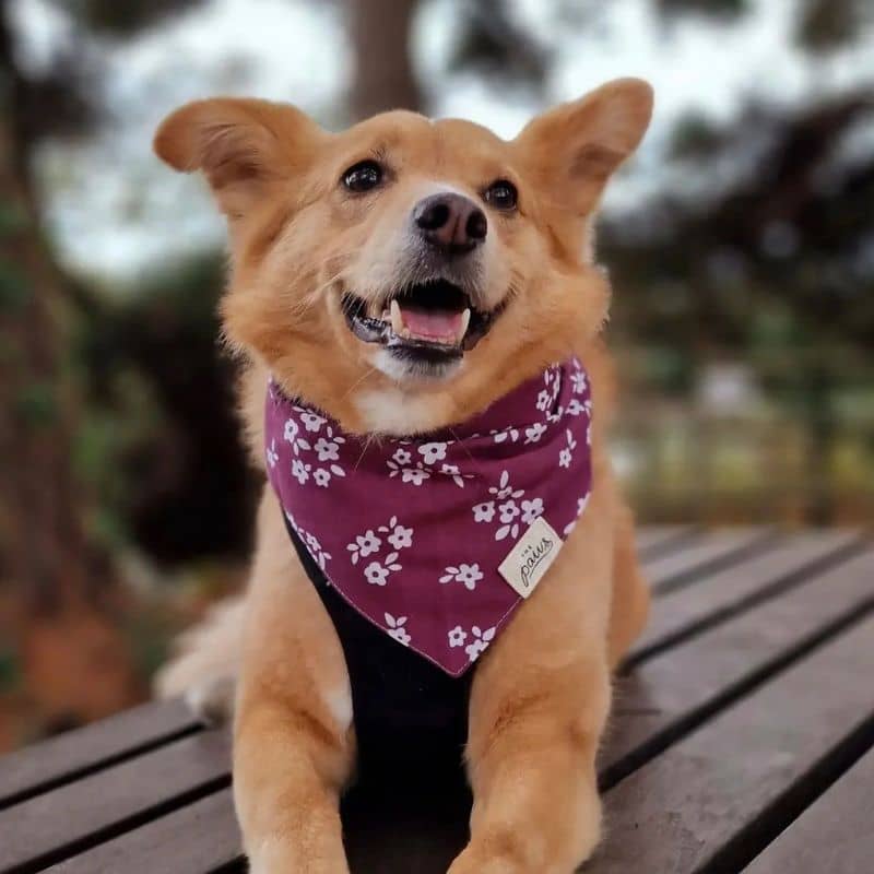 Bandana en coton pour chien motif chatham de the paws
