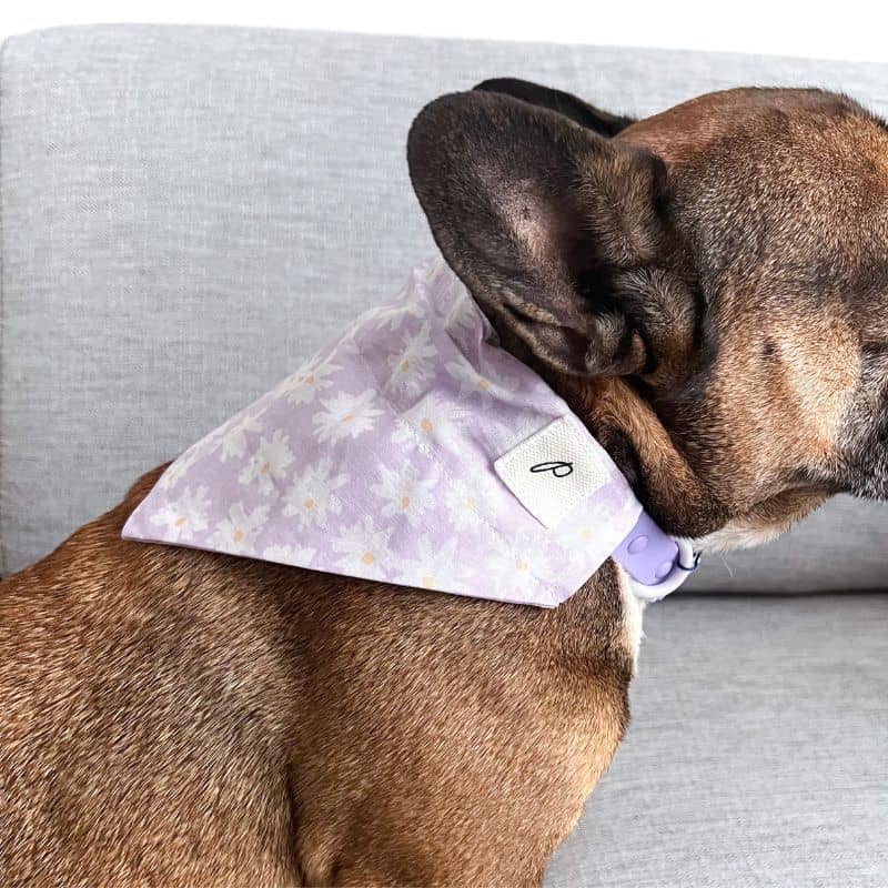 Bouledogue français avec bandana à glisser sur collier en coton fait à la main