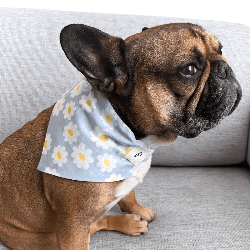 Bouledogue français avec bandana à glisser sur collier motif fleurs bleues