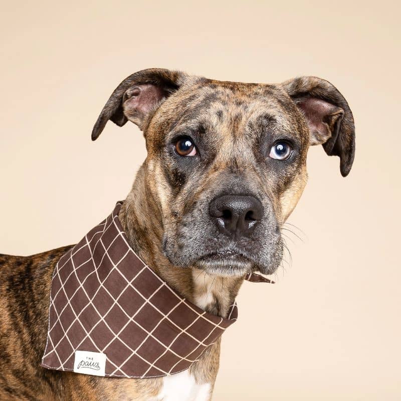 Chien avec un bandana à carreaux marron et blanc de The paws - fait à la main