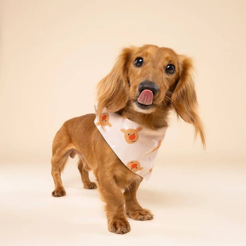 Teckel avec un bandana de Noël beige motif Rudolphe le renne de the Paws