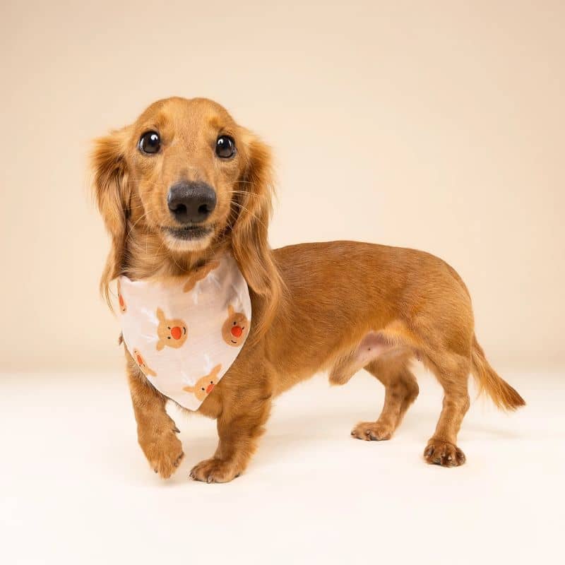 Teckel avec un bandana motif de renne de Noël en coton