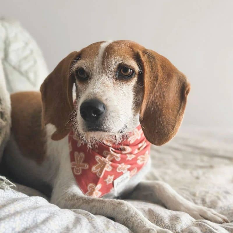 Bandana pour chien de Noël motif cookie en forme de bonhomme en pain d'épices de The Paws