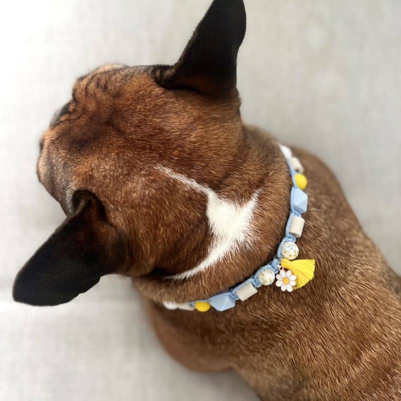 Bouledogue français avec collier anti parasitaire anti tique perle EM