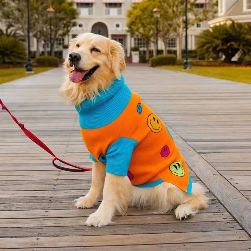 Golden retriever avec un pull pour chien orange et bleu et avec des motifs smileys