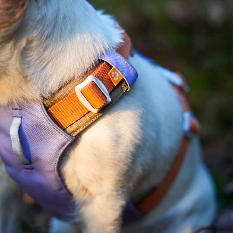 LAISSE RÉFLÉCHISSANTE EN CORDE POUR CHIEN WOOLLY WOLF - VERT