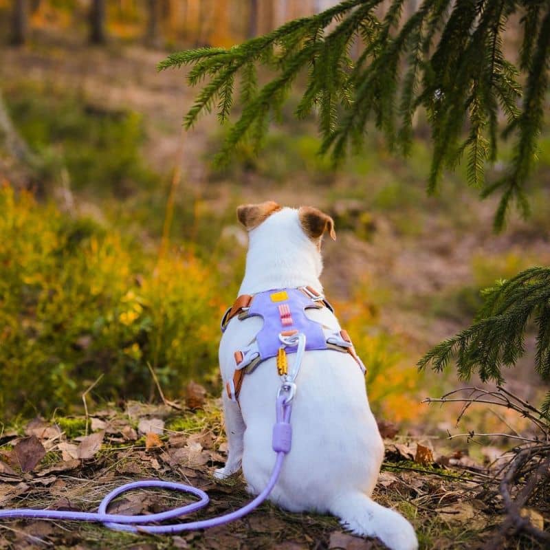 LAISSE RÉFLÉCHISSANTE EN CORDE POUR CHIEN WOOLLY WOLF - VERT