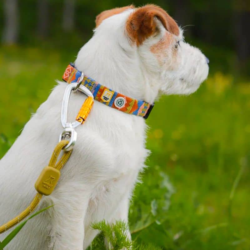 LAISSE RÉFLÉCHISSANTE EN CORDE POUR CHIEN WOOLLY WOLF - VERT