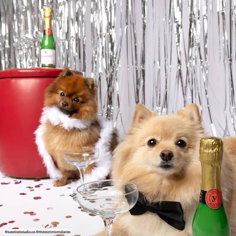 Kéfir de chèvre pasteurisé Cheers&Pet Yogupet pour chien et chat : probiotoque pour soutenir la flore intestinale