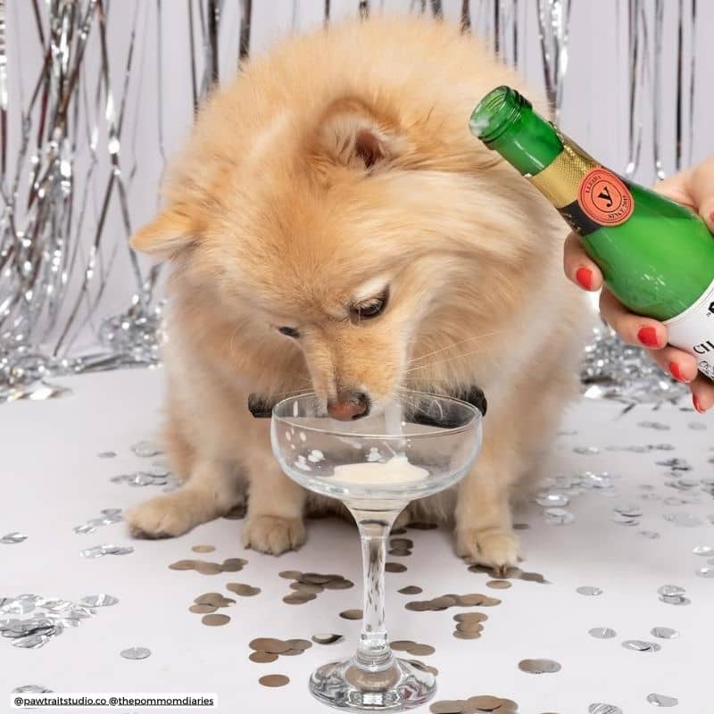 Kéfir de chèvre pasteurisé Cheers&Pet Yogupet pour chien et chat : probiotoque pour soutenir la flore intestinale