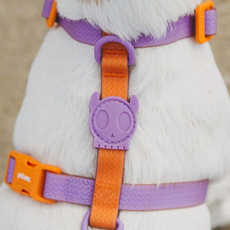 Harnais pour chien bicolore waterproof imperméable en orange violet