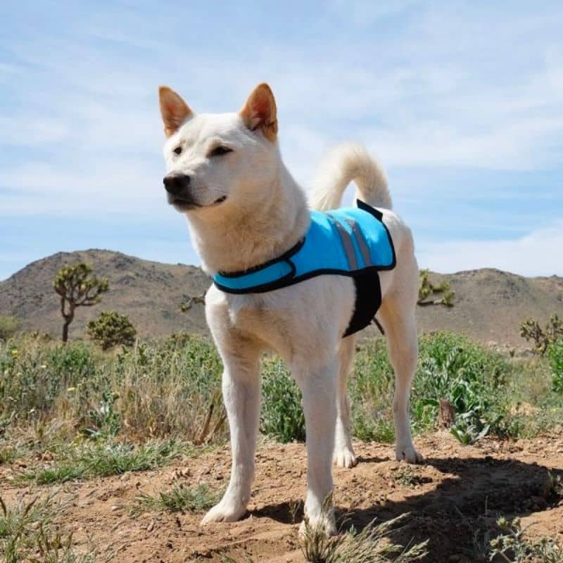 gilet rafraichissant pour chien avec bandes réfélchissantes pour assurer sa visibilité et sa sécurité - zippypaws cooling vest