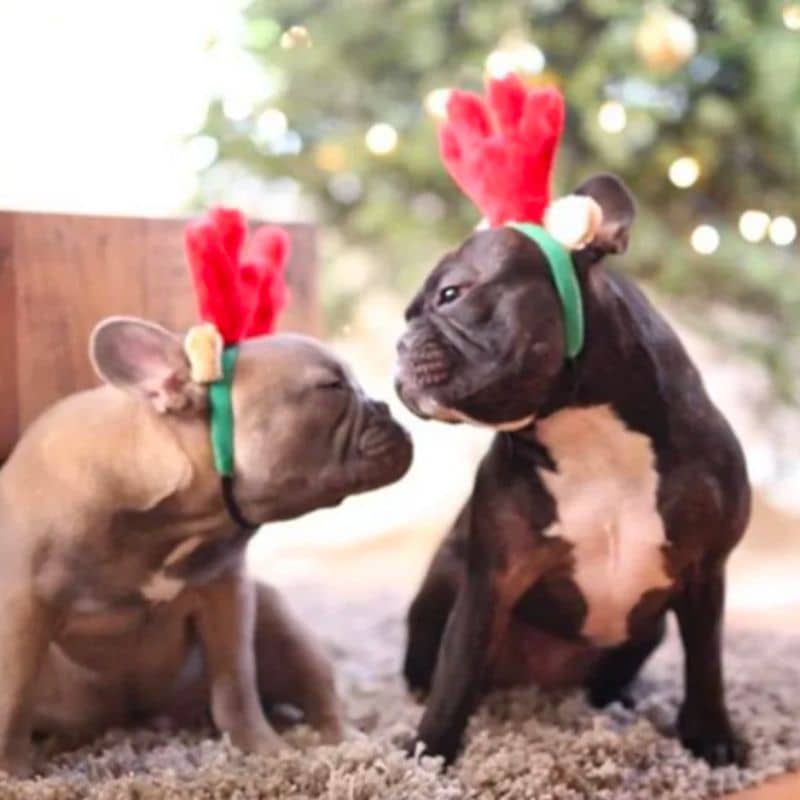 déguisement de noel pour chien sous forme de serre tête pour chien en forme d'oreilles de renne du père noel avec élastique ajustable holiday antler headband zippypaws