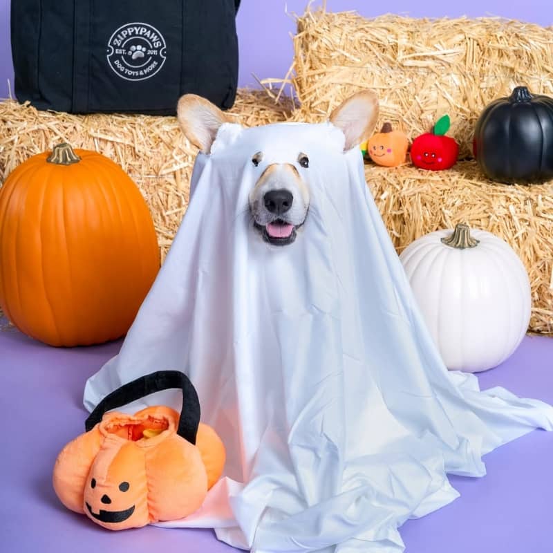 Jouet pour chien en forme de citrouille avec des bonbons à l'intérieur pour divertir et jouer sur le thème d'halloween