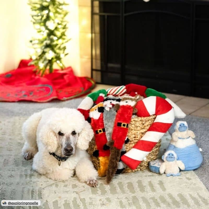 Jouet de Noel pour chien avec squeaker à secouer en forme de sucre d’orge* Zippypaws Jigglerz Candycane 
