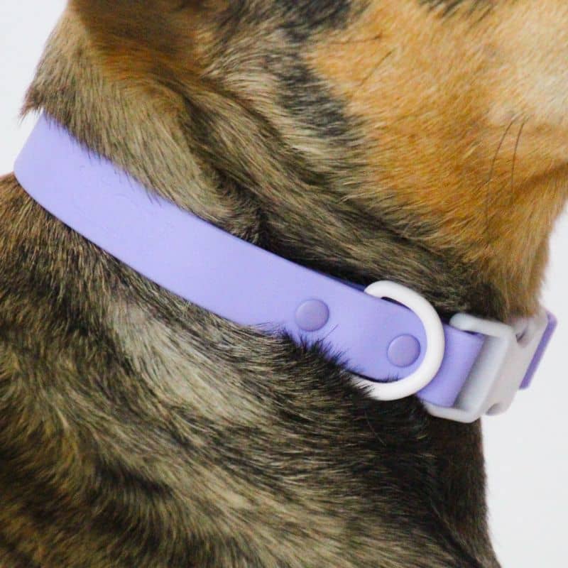 Collier pour chien waterproof bicolore lilas et gris Approved by Fritz