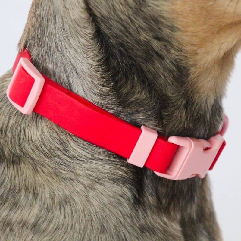 Collier pour chien waterproof Approved By Fritz