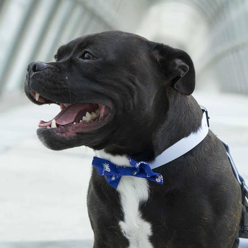 COLLIER POUR CHIEN GUMMY WATERPROOF - BLEU LAYETTE