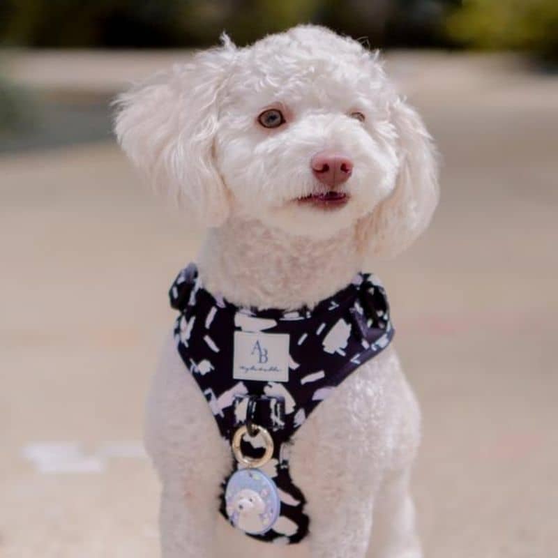 harnais confortable et tendance pour chien noir et blanc